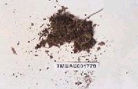 藏品(提燈苔屬)的圖片